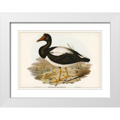Semipalmated Goose-Anseranas melanoleuca White Modern Wood Framed Art Print with Double Matting by Gould, John