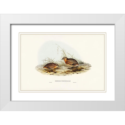 Red-chested Hemipode-Hemipodius pyrrhothorax White Modern Wood Framed Art Print with Double Matting by Gould, John