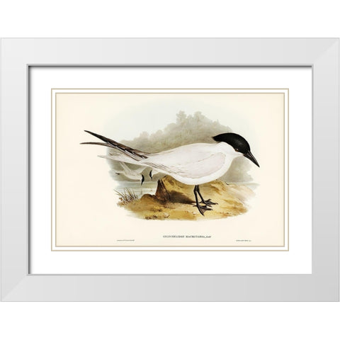 Great-footed Tern-Gelochelidon macrotarsa White Modern Wood Framed Art Print with Double Matting by Gould, John
