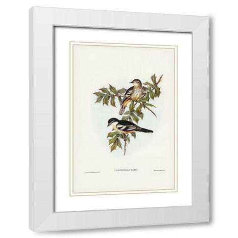 Northern cuckooshrike-Campephaga Karu White Modern Wood Framed Art Print with Double Matting by Gould, John