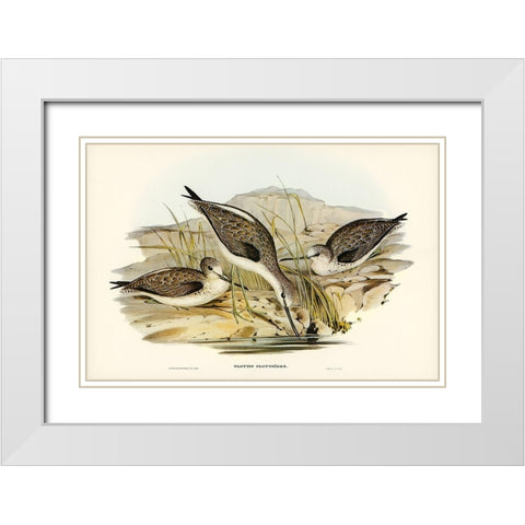 Australian Greenshank-Glottis Glottoides White Modern Wood Framed Art Print with Double Matting by Gould, John
