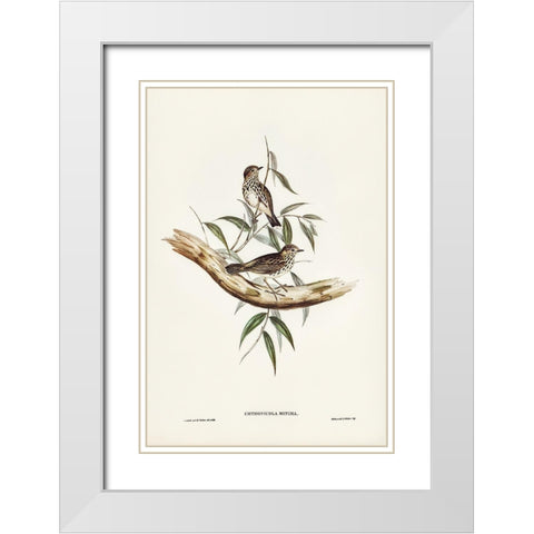 Little chthonicola-chthonicola minima White Modern Wood Framed Art Print with Double Matting by Gould, John