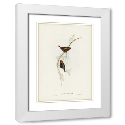Painted Finch-Emblema picta White Modern Wood Framed Art Print with Double Matting by Gould, John