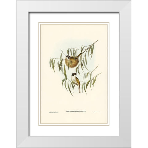 Lunulated Honey-eater-Melithreptus lunulatus White Modern Wood Framed Art Print with Double Matting by Gould, John