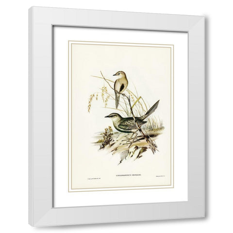 Brown Songlark-Cincloramphus cruralis White Modern Wood Framed Art Print with Double Matting by Gould, John