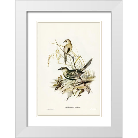 Brown Songlark-Cincloramphus cruralis White Modern Wood Framed Art Print with Double Matting by Gould, John