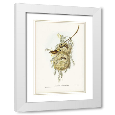 Yellow-rumped Acanthiza-Acanthiza chrysorrhoea White Modern Wood Framed Art Print with Double Matting by Gould, John