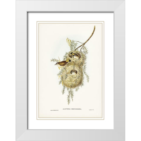 Yellow-rumped Acanthiza-Acanthiza chrysorrhoea White Modern Wood Framed Art Print with Double Matting by Gould, John