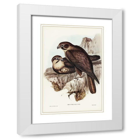 Brown Hawk-Ieracidea Berigora White Modern Wood Framed Art Print with Double Matting by Gould, John