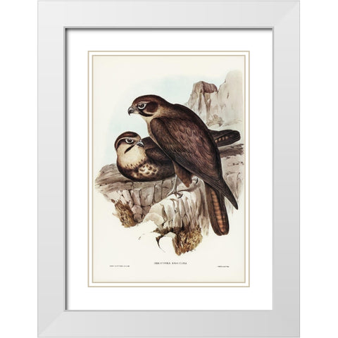 Brown Hawk-Ieracidea Berigora White Modern Wood Framed Art Print with Double Matting by Gould, John