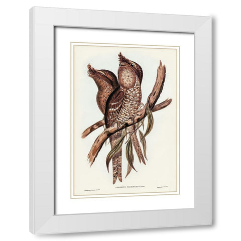 Plumed Podargus-Podargus plumiferus White Modern Wood Framed Art Print with Double Matting by Gould, John