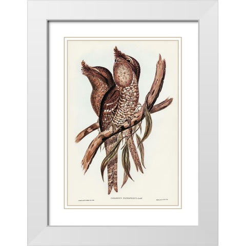 Plumed Podargus-Podargus plumiferus White Modern Wood Framed Art Print with Double Matting by Gould, John