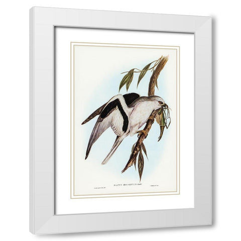 Letter-winged Kite-Elanus sciptus White Modern Wood Framed Art Print with Double Matting by Gould, John