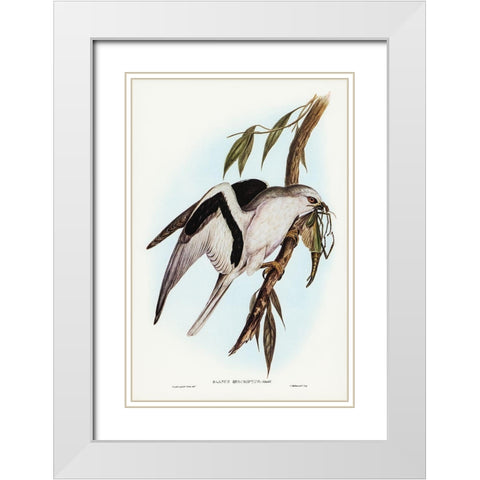 Letter-winged Kite-Elanus sciptus White Modern Wood Framed Art Print with Double Matting by Gould, John