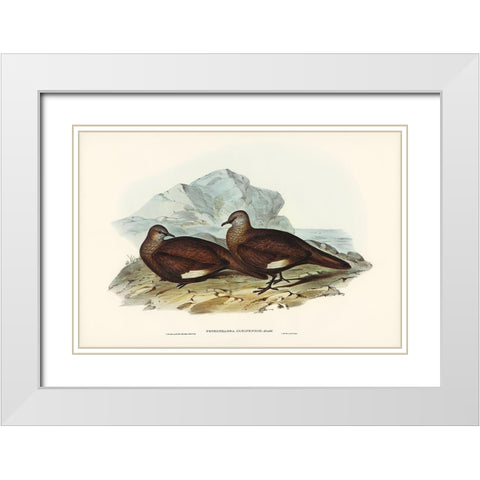 White-quilled Rock Dove-Petrophassa albipennis White Modern Wood Framed Art Print with Double Matting by Gould, John