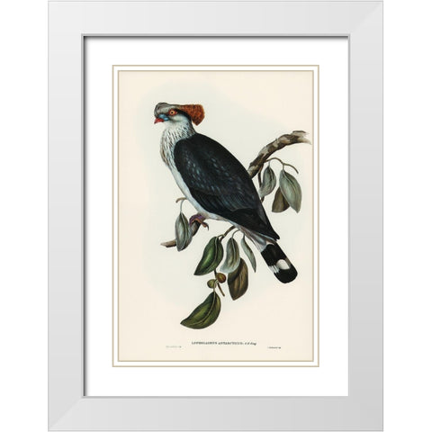 Top-Knot Pigeon-Lopholaimus Antarcticus White Modern Wood Framed Art Print with Double Matting by Gould, John