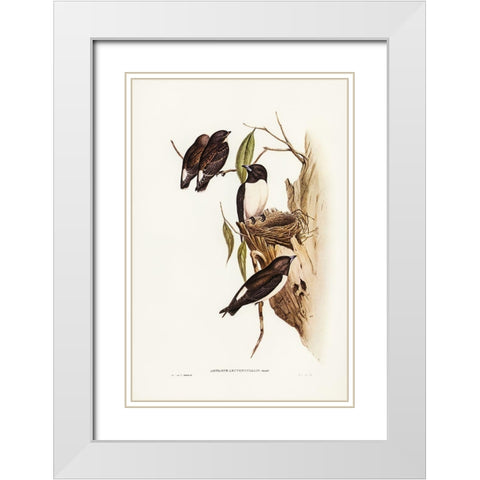 White-rumped Wood Swallow White Modern Wood Framed Art Print with Double Matting by Gould, John