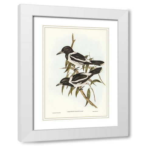 Pied Crow-Shrike-Cracticus picatus White Modern Wood Framed Art Print with Double Matting by Gould, John
