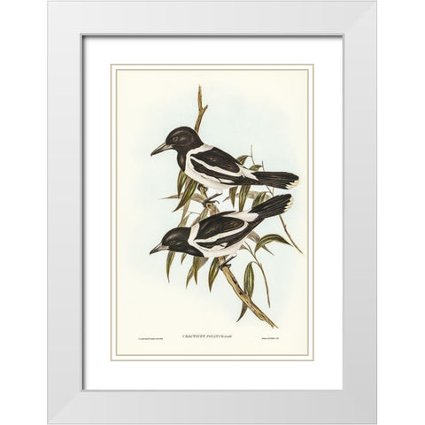Pied Crow-Shrike-Cracticus picatus White Modern Wood Framed Art Print with Double Matting by Gould, John