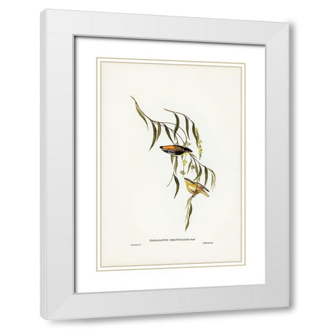 Yellow-rumped Pardalote-Pardalotus uropygialis White Modern Wood Framed Art Print with Double Matting by Gould, John