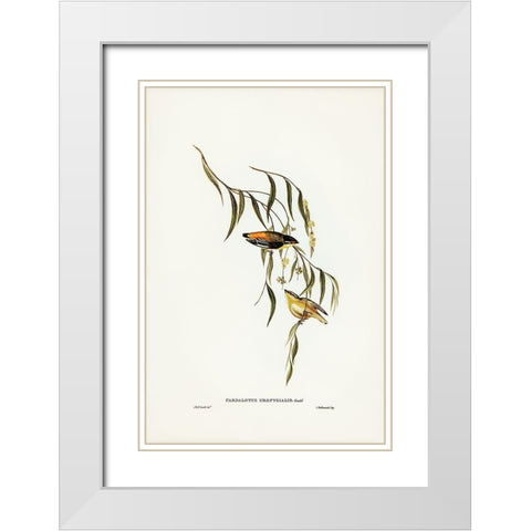 Yellow-rumped Pardalote-Pardalotus uropygialis White Modern Wood Framed Art Print with Double Matting by Gould, John