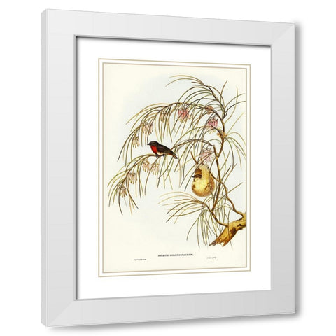 Swallow Dicaeum-Dicaeum hirundinaceum White Modern Wood Framed Art Print with Double Matting by Gould, John