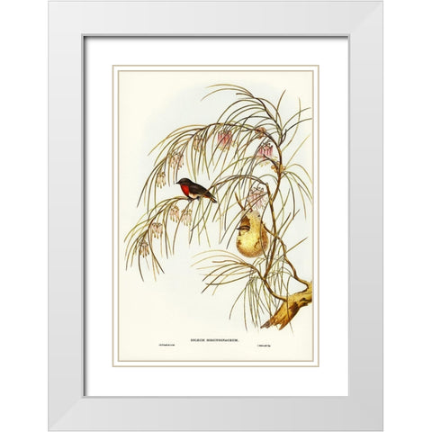 Swallow Dicaeum-Dicaeum hirundinaceum White Modern Wood Framed Art Print with Double Matting by Gould, John