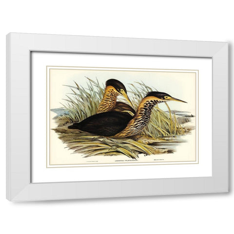 Yellow-necked Bittern-Ardetta flavicollis White Modern Wood Framed Art Print with Double Matting by Gould, John