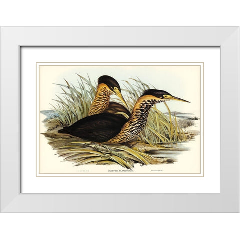 Yellow-necked Bittern-Ardetta flavicollis White Modern Wood Framed Art Print with Double Matting by Gould, John