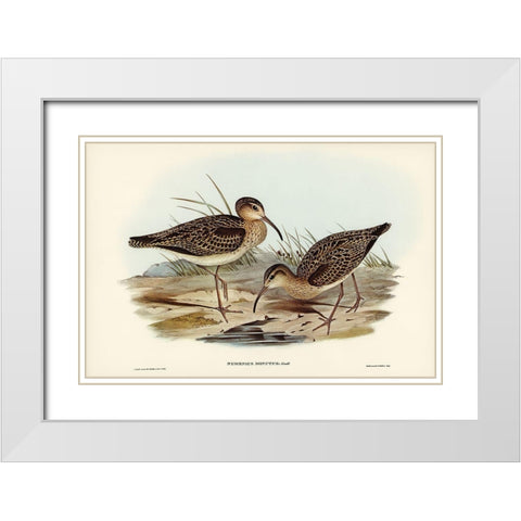 Little Whimbrel-Numenius minutus White Modern Wood Framed Art Print with Double Matting by Gould, John