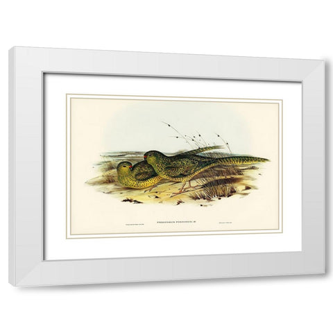 Ground Parakeet-Pezoporus formosus White Modern Wood Framed Art Print with Double Matting by Gould, John