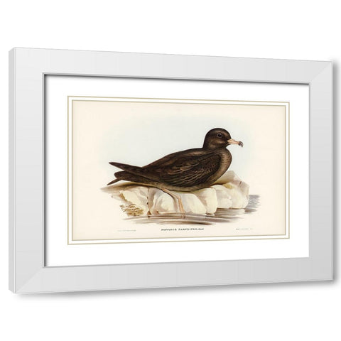 Fleshy-footed Petrel-Puffinus carneipes White Modern Wood Framed Art Print with Double Matting by Gould, John