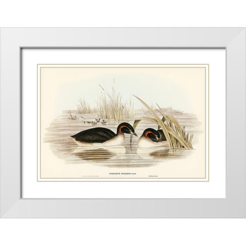 Black-throated Grabe-Podiceps gularis White Modern Wood Framed Art Print with Double Matting by Gould, John
