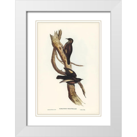 Black-tailed Tree-Creeper-Climacteris melanura White Modern Wood Framed Art Print with Double Matting by Gould, John