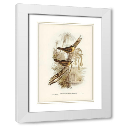 Yellow-throated Sericornis-Sericornis citreogularis White Modern Wood Framed Art Print with Double Matting by Gould, John