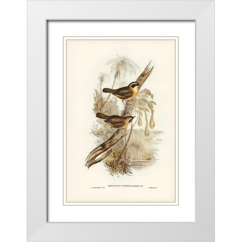 Yellow-throated Sericornis-Sericornis citreogularis White Modern Wood Framed Art Print with Double Matting by Gould, John