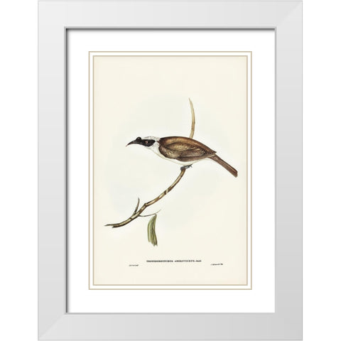 Silvery-crowned Friar Bird-Tropidorhynchus argenticeps White Modern Wood Framed Art Print with Double Matting by Gould, John
