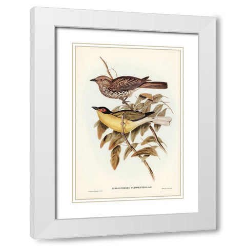 Yellow-bellied Sphecotheres-Sphecotheres flaviventris White Modern Wood Framed Art Print with Double Matting by Gould, John