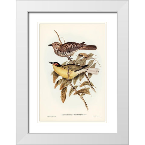 Yellow-bellied Sphecotheres-Sphecotheres flaviventris White Modern Wood Framed Art Print with Double Matting by Gould, John