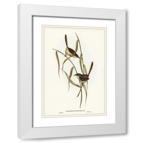 Long-billed Bristle Bird-Dasyornis longirostris White Modern Wood Framed Art Print with Double Matting by Gould, John