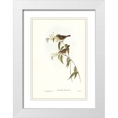 Ewing’s Acanthiza-Canthiza Ewingii White Modern Wood Framed Art Print with Double Matting by Gould, John
