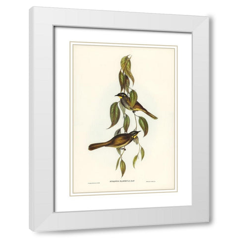 Yellow-throated Honey-eater-Ptilotis flavigula White Modern Wood Framed Art Print with Double Matting by Gould, John