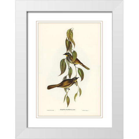 Yellow-throated Honey-eater-Ptilotis flavigula White Modern Wood Framed Art Print with Double Matting by Gould, John
