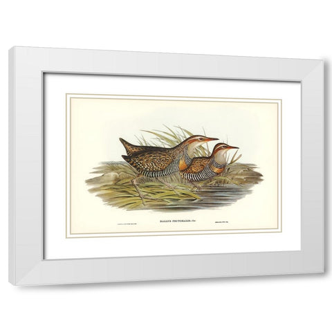 Pectoral Rail-Rallus pectoralis White Modern Wood Framed Art Print with Double Matting by Gould, John