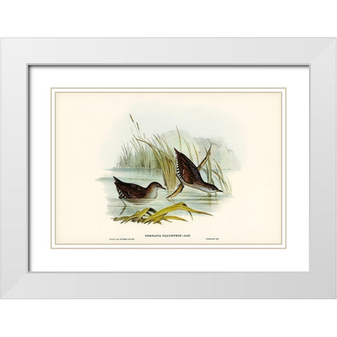 Water Crake-Porzana palustris White Modern Wood Framed Art Print with Double Matting by Gould, John