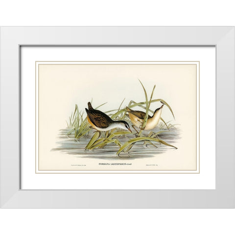 White-eyebrowed Water Crake-Porzana leucophrys White Modern Wood Framed Art Print with Double Matting by Gould, John
