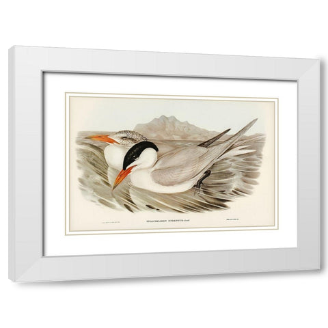 Powerful Tern-Sylochelidon strenuus White Modern Wood Framed Art Print with Double Matting by Gould, John