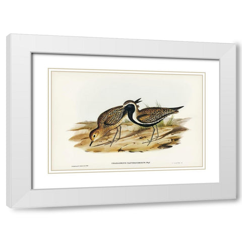Australian Golden Plover-Charadrius xanthocheilus White Modern Wood Framed Art Print with Double Matting by Gould, John