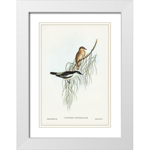 White-shouldered cuckooshrike-Campephaga humeralis White Modern Wood Framed Art Print with Double Matting by Gould, John