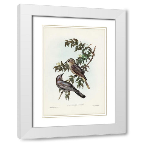 Jardine’s cuckooshrike-Campephaga Jardinii White Modern Wood Framed Art Print with Double Matting by Gould, John